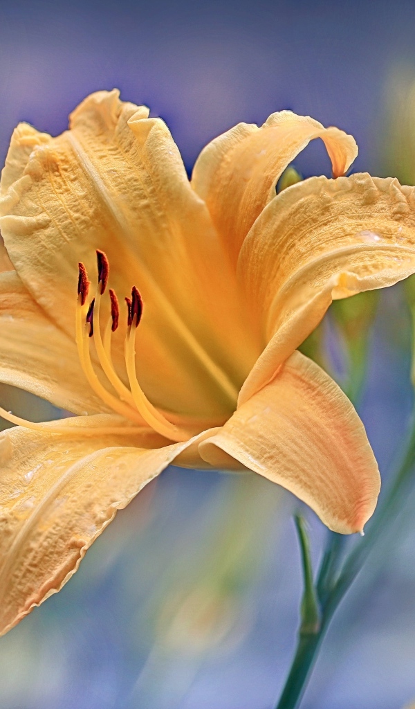 Красивый оранжевый лилейник с бутоном