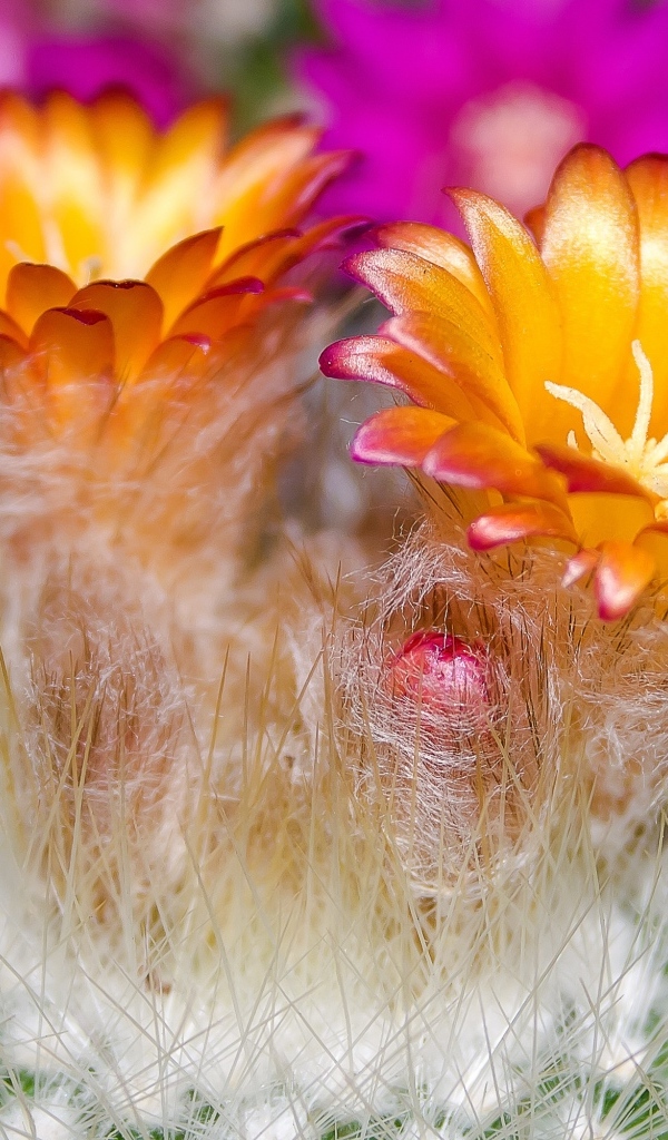 Красивые оранжевые цветы колючего кактуса