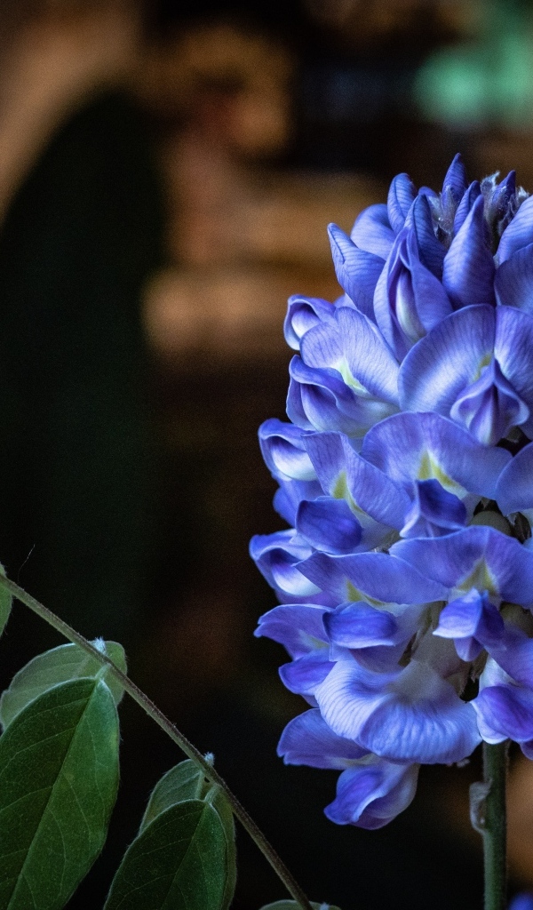 Красивый фиолетовый цветок глицинии