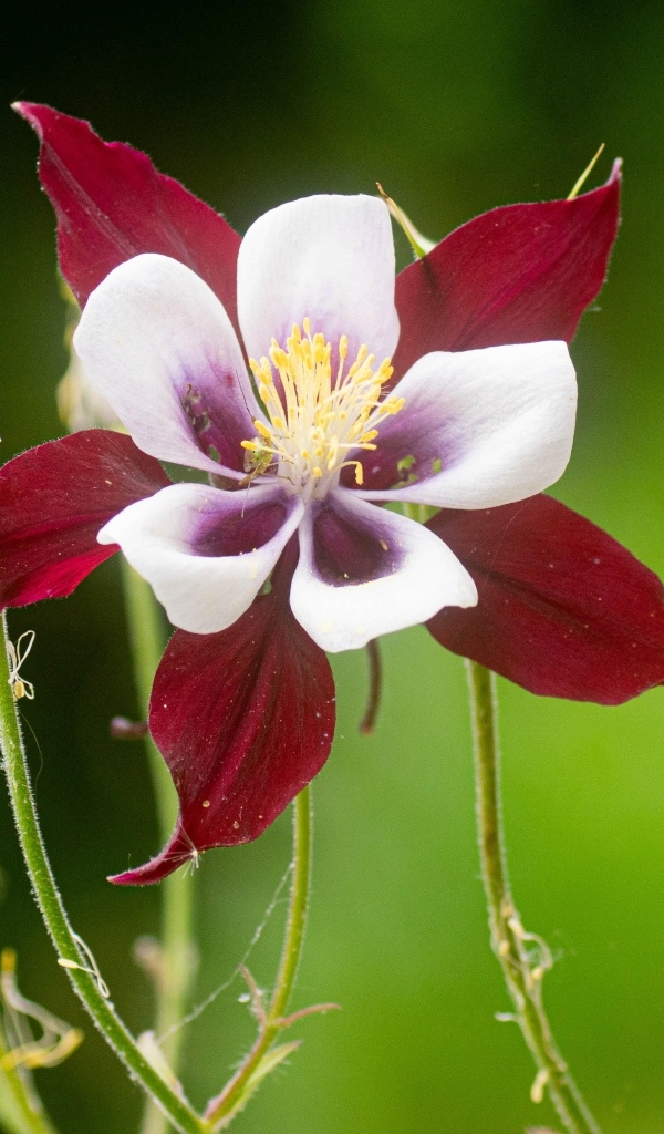 Красивый красный цветок водосбор крупным планом