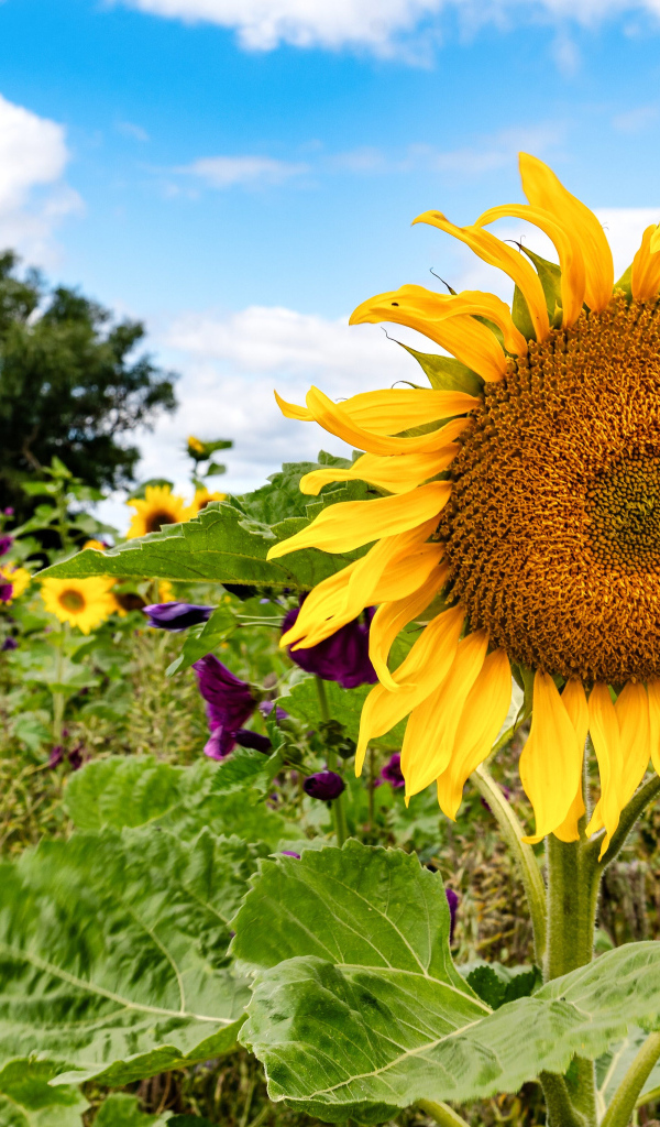 Красивое летнее поле с подсолнухами в лучах солнца