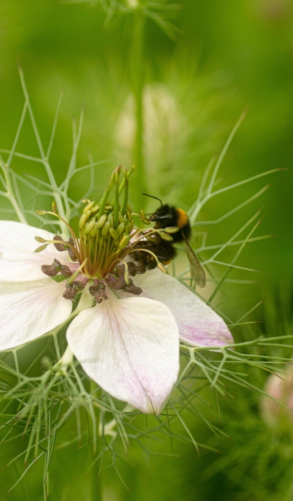 Красивый белый цветок с мелкими листьями