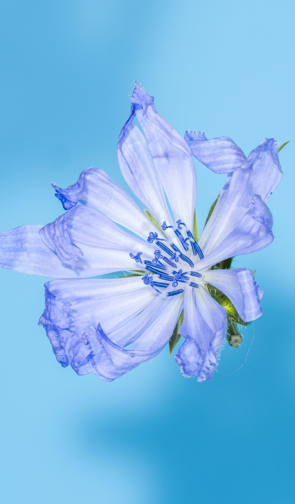 Синий цветок цикория на голубом фоне