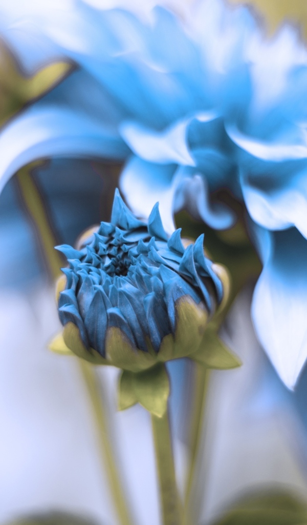 Синие распускающиеся цветы георгина