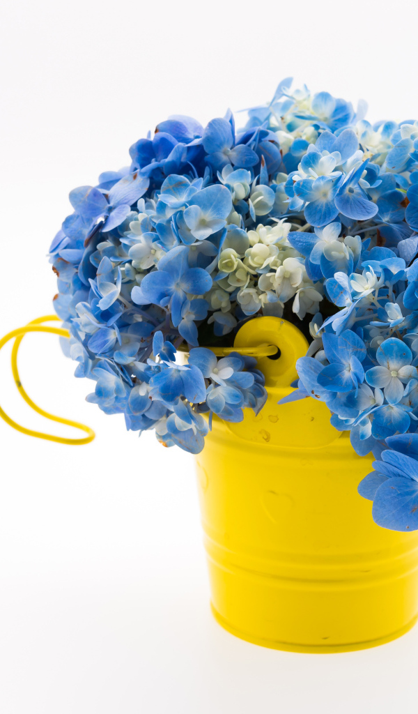 Синие цветы гортензии в желтой вазе на белом фоне