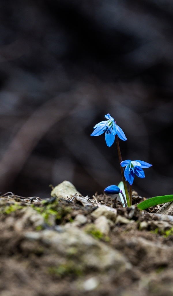Голубые маленькие весенние цветы пролесок