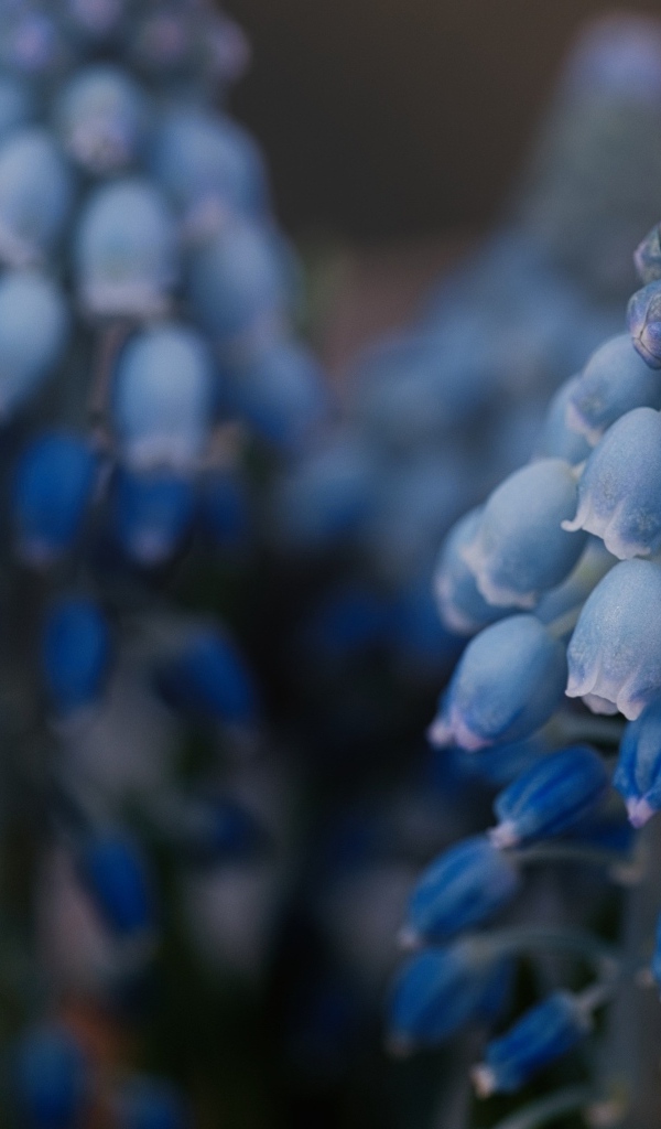 Голубые весенние цветы мускари крупным планом