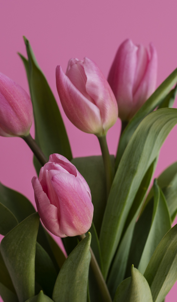 Букет нежных розовых тюльпанов на розовом фоне
