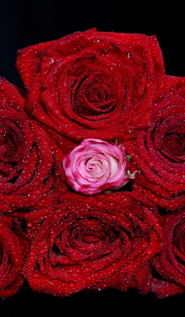 Букет красных роз в каплях воды на черном фоне