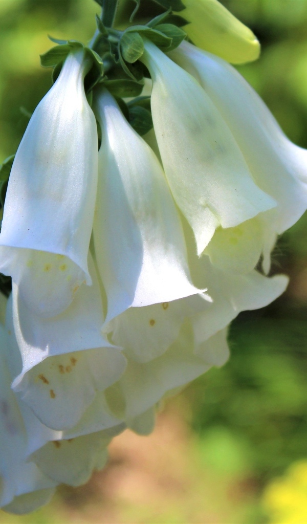 Ветка с белыми цветами колокольчика