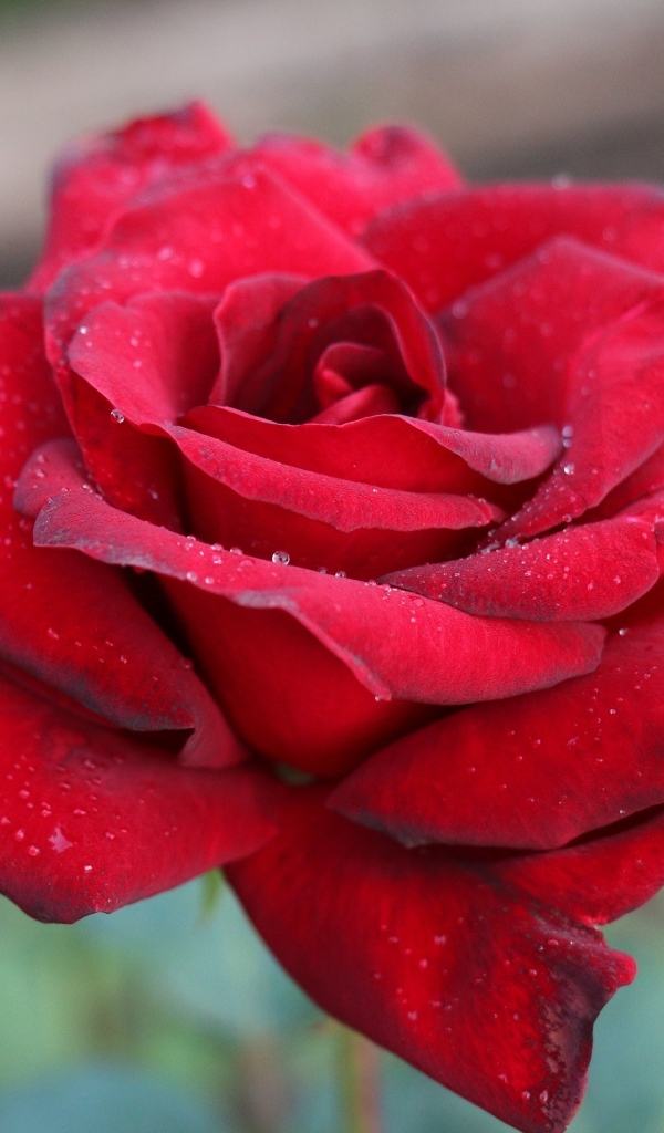 Бордовая чайная роза крупным планом