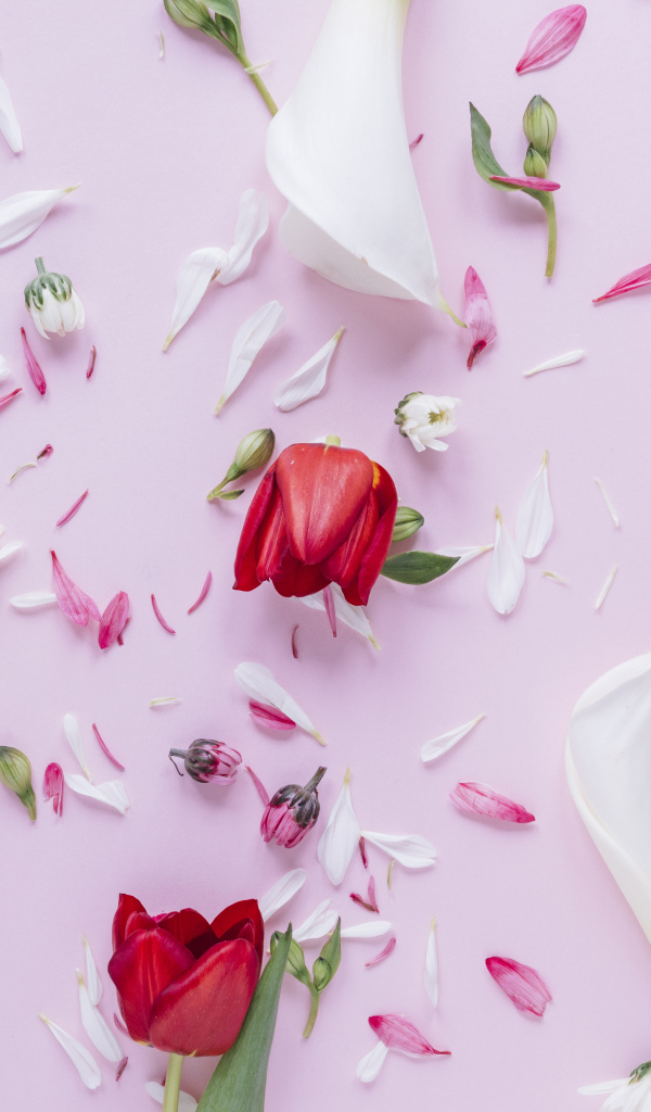 Цветы каллы с тюльпанами и лепестками хризантемы на розовом фоне