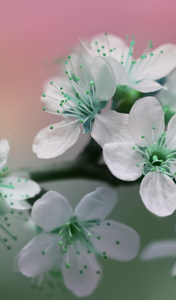 Цветы вишни с белыми лепестками на ветке дерева