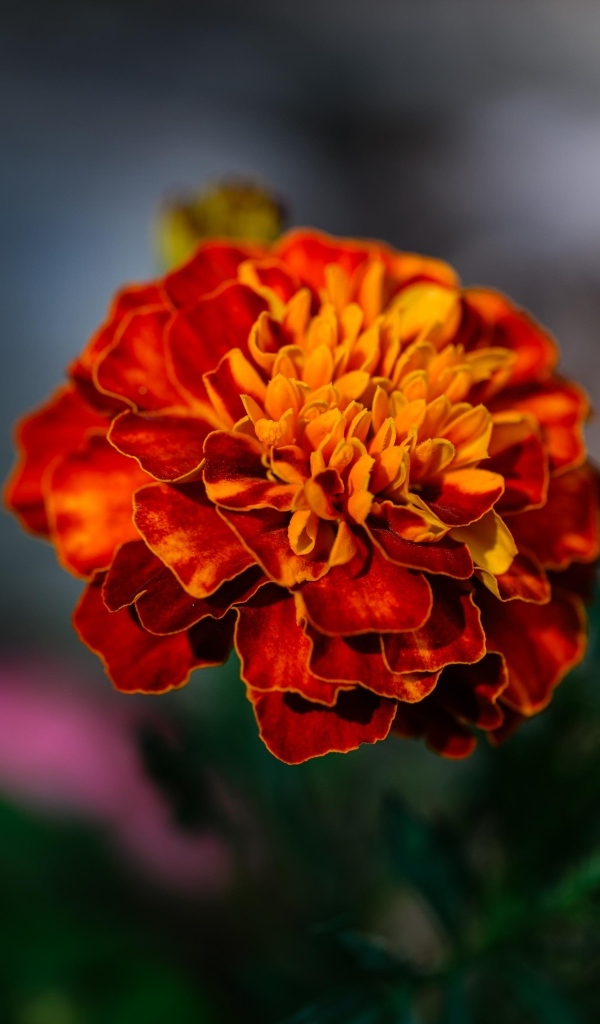 Цветок оранжевого ароматного бархатца крупным планом