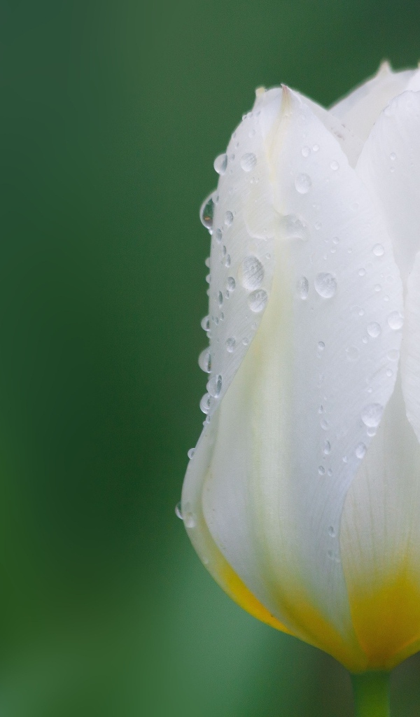 Закрытый цветок тюльпана в каплях воды