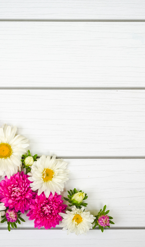 Декор из белых и розовых цветов астры на белом фоне