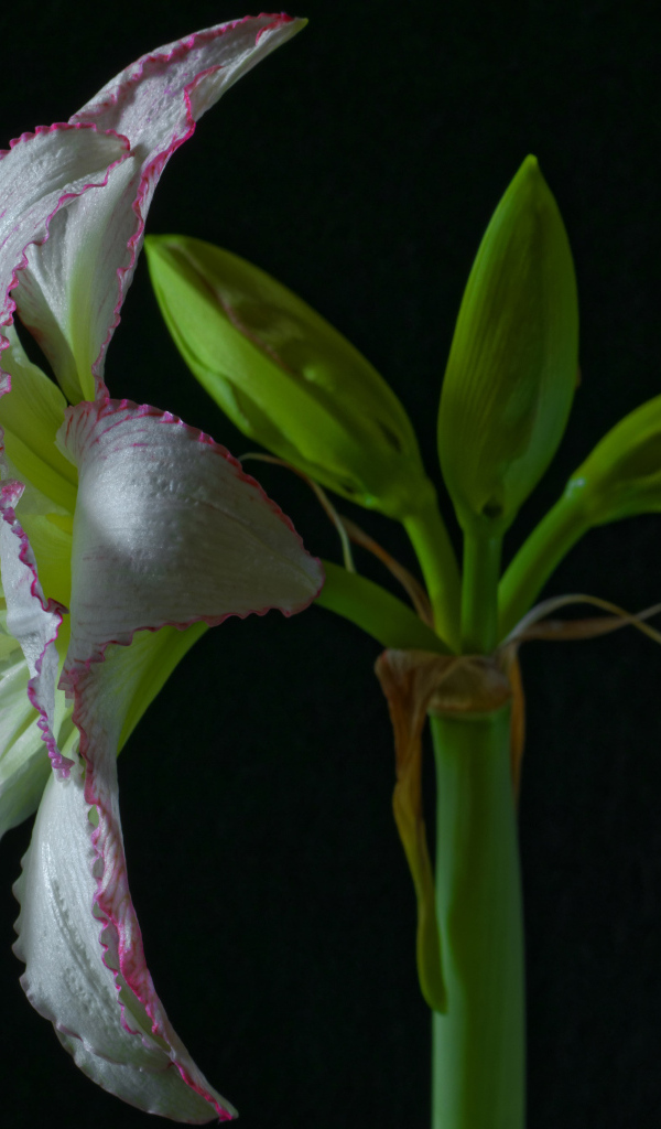 Нежный цветок амариллиса на черном фоне