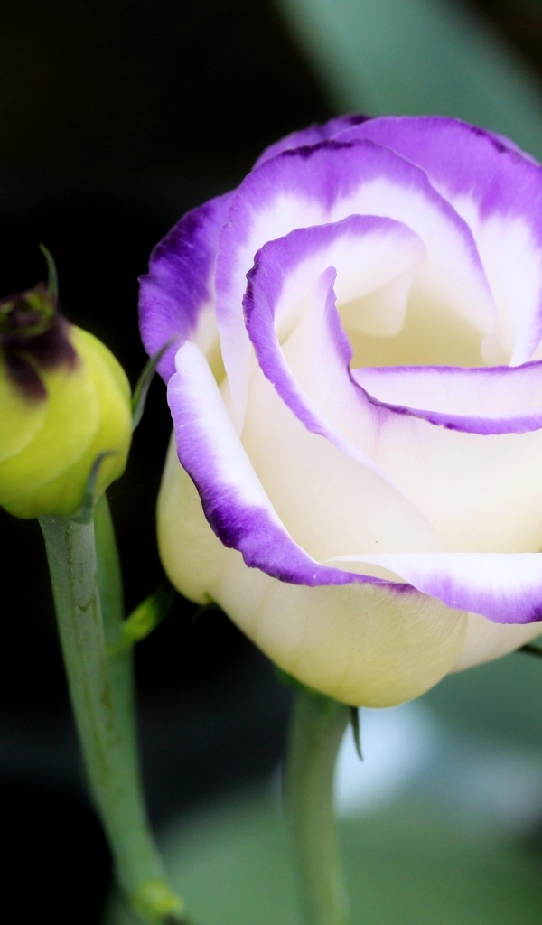 Нежный цветок эустомы с бутоном крупным планом