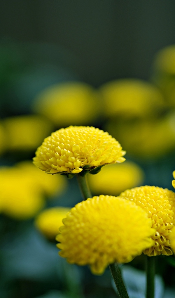 Нежные желтые хризантемы крупным планом