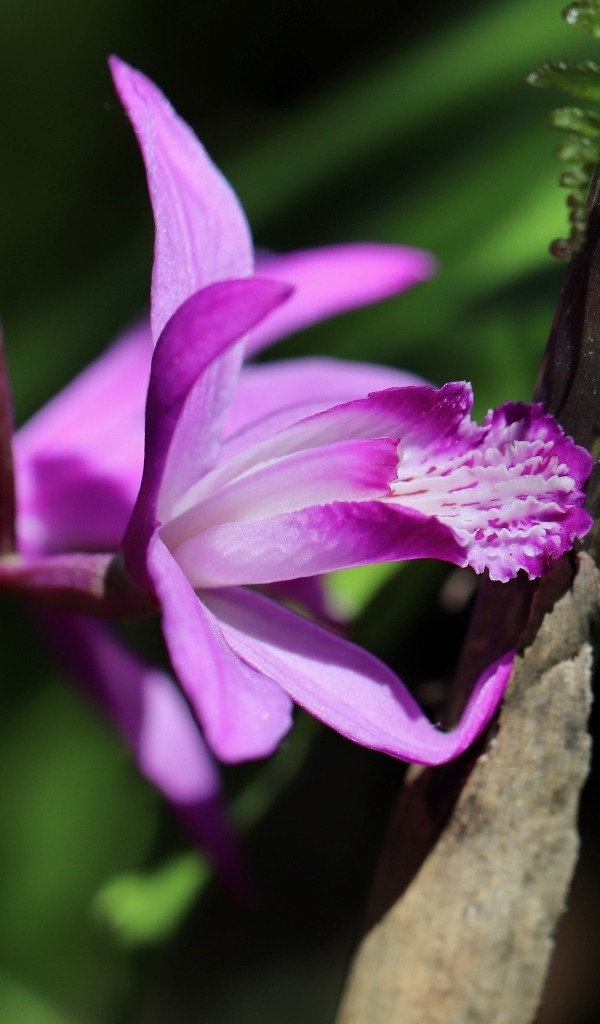 Цветок розовой нежной орхидеи