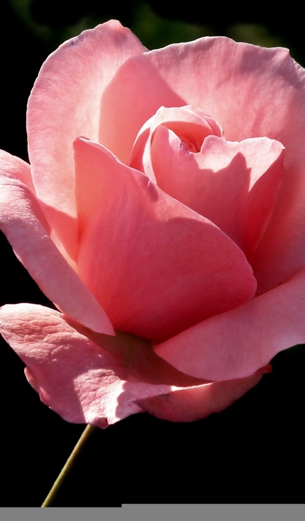 Ароматная красивая розовая роза на черном фоне