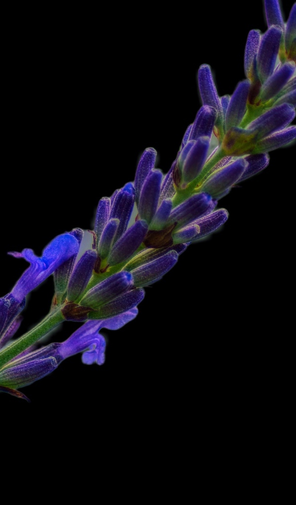 Ароматная ветка лаванды на черном фоне