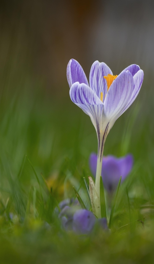 Свежие полевые крокусы весной