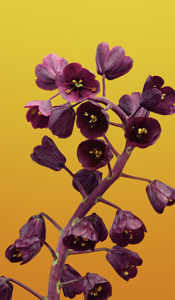 Цветы рябчика на желтом фоне