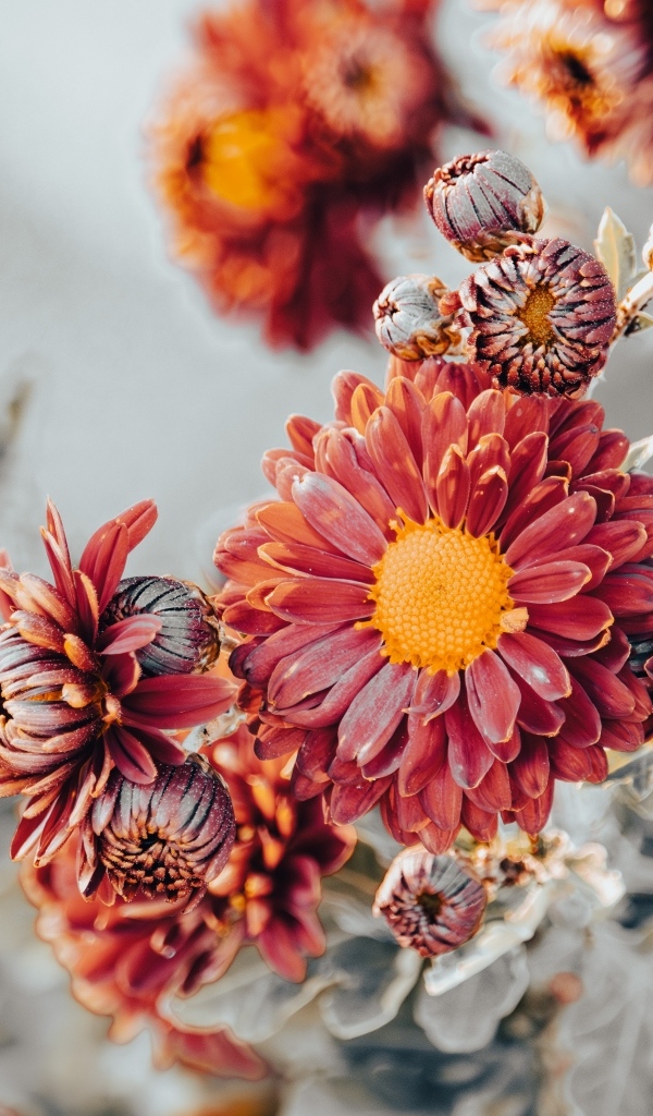 Заморозки на оранжевых лепестках садовой хризантемы