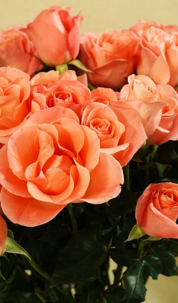 Огромный букет оранжевых роз крупным планом