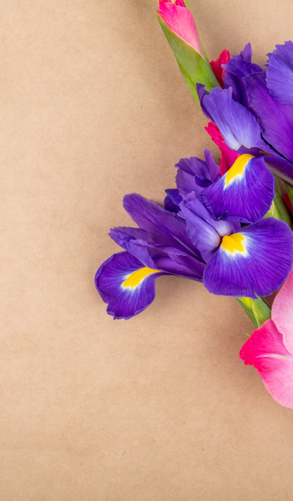 Цветы ириса с розовым гладиолусом