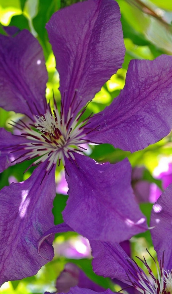 Большие фиолетовые цветы клематиса крупным планом
