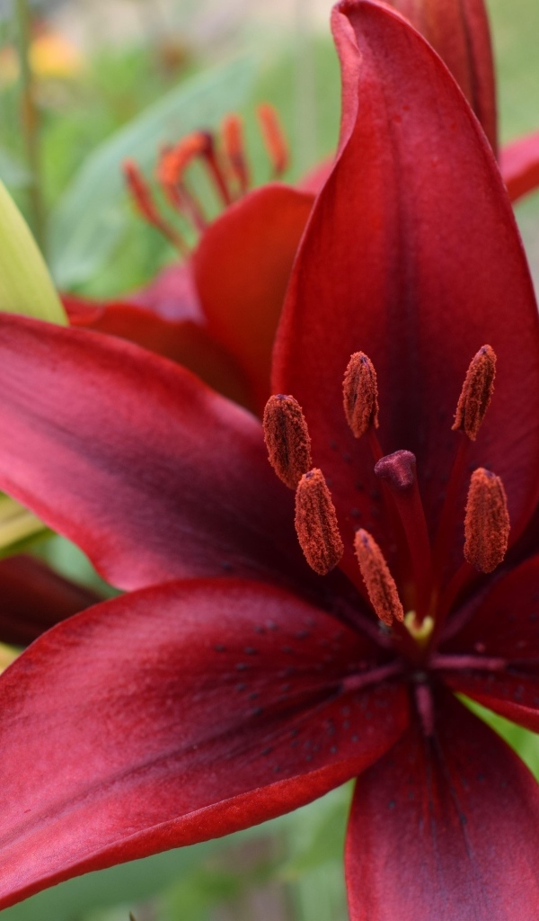 Большие красные лилии с бутонами на клумбе