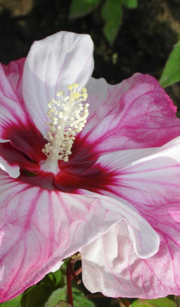 Большой бело-розовый цветок гибискуса