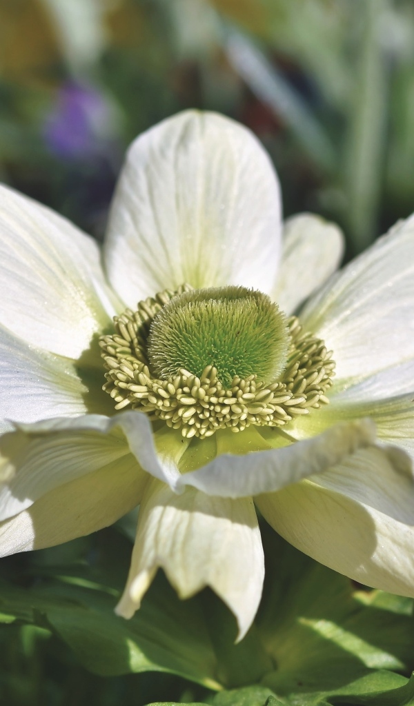 Крупный белый цветок анемона на клумбе