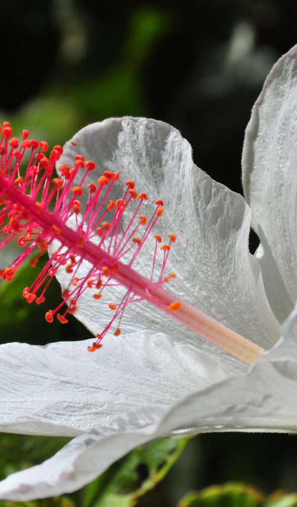 Крупный белый гибискус макросъемка