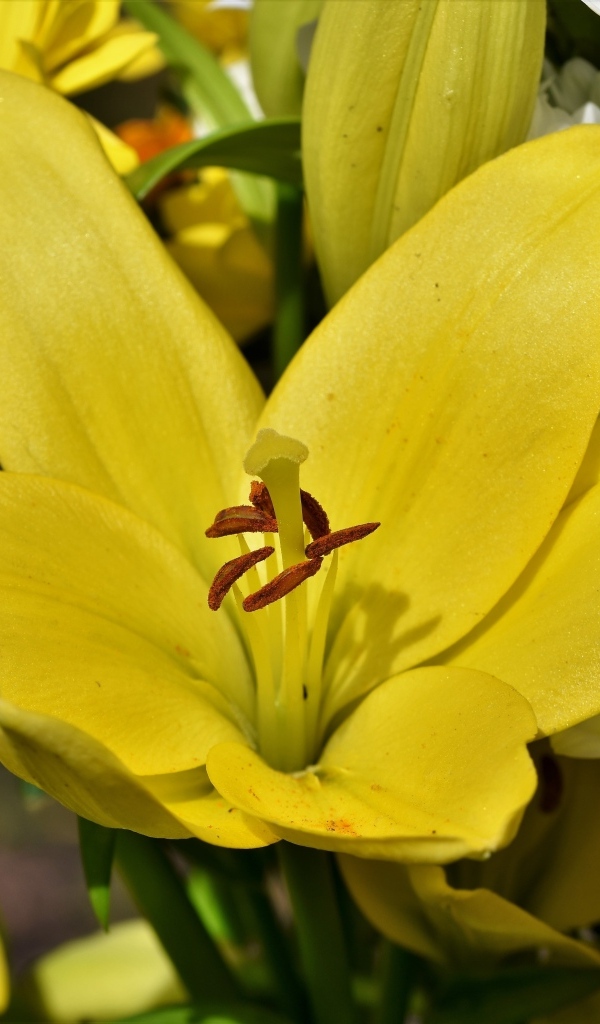 Крупные желтые лилии в букете с хризантемами