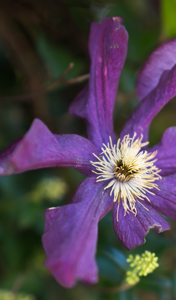 Сиреневый цветок садового клематиса