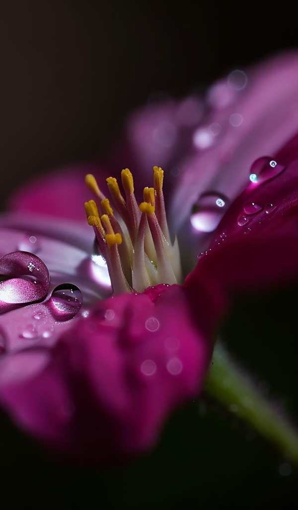 Сиреневый цветок с каплями воды крупным планом