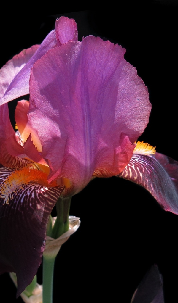 Сиреневый цветок ириса на черном фоне