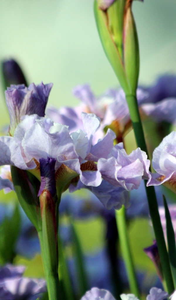 Много синих садовых цветов ириса