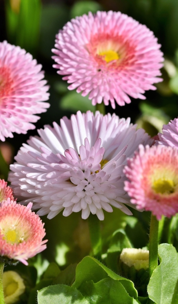 Много розовых маргариток крупным планом