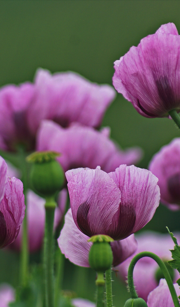 Много розовых маков на поляне