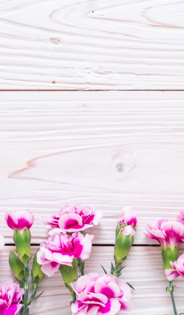 Много розовых цветов гвоздики на деревянном фоне