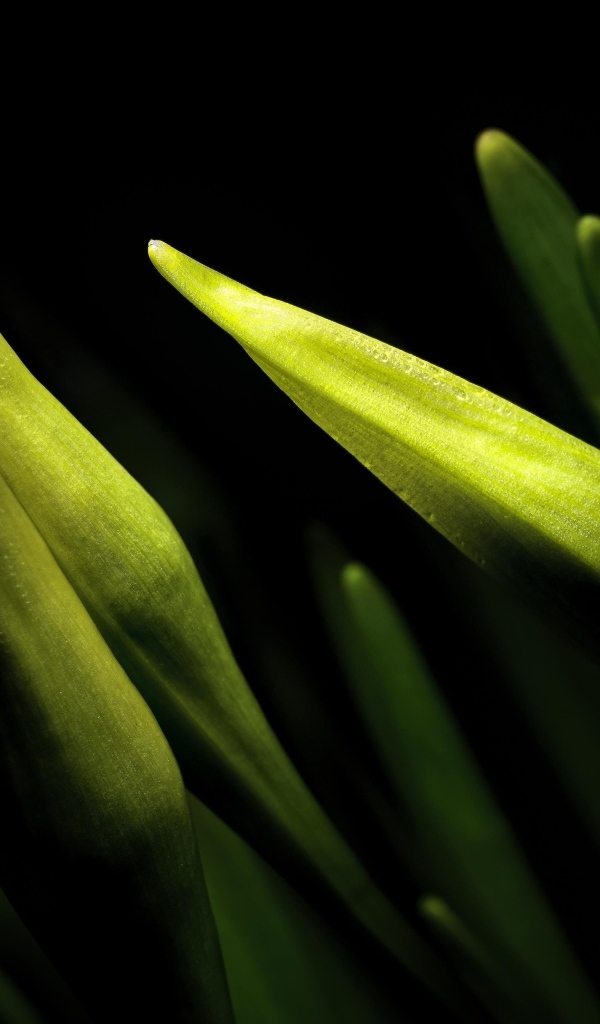 Бутоны нарциссов на черном фоне