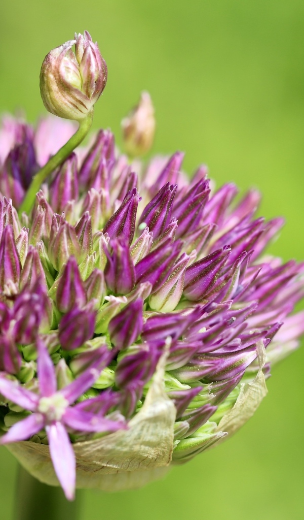 Цветок лука на зеленом фоне