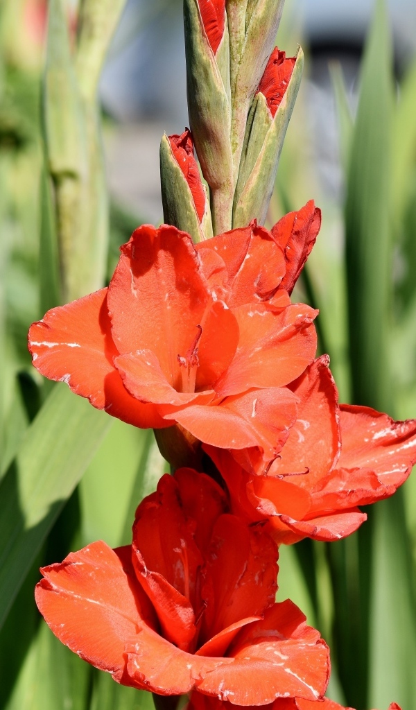 Распускающиеся красные ароматные цветы гладиолуса