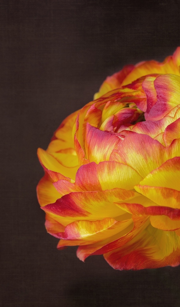 Оранжевый цветок лютика крупным планом на сером фоне