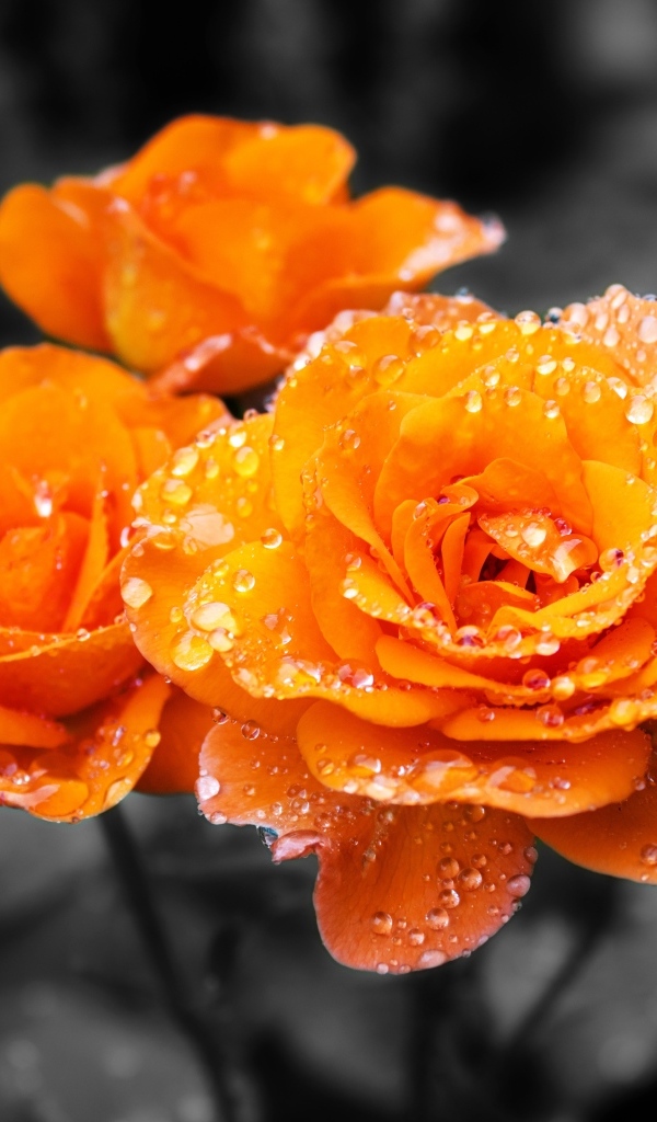 Оранжевые розы в каплях воды