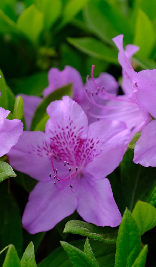 Розовые цветы азалии в зеленых листьях